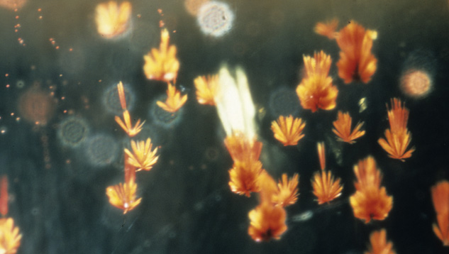Microscopic inclusions in citrine are usually not visible without high magnification. Microscopic inclusions in citrine are usually not visible without high magnification.